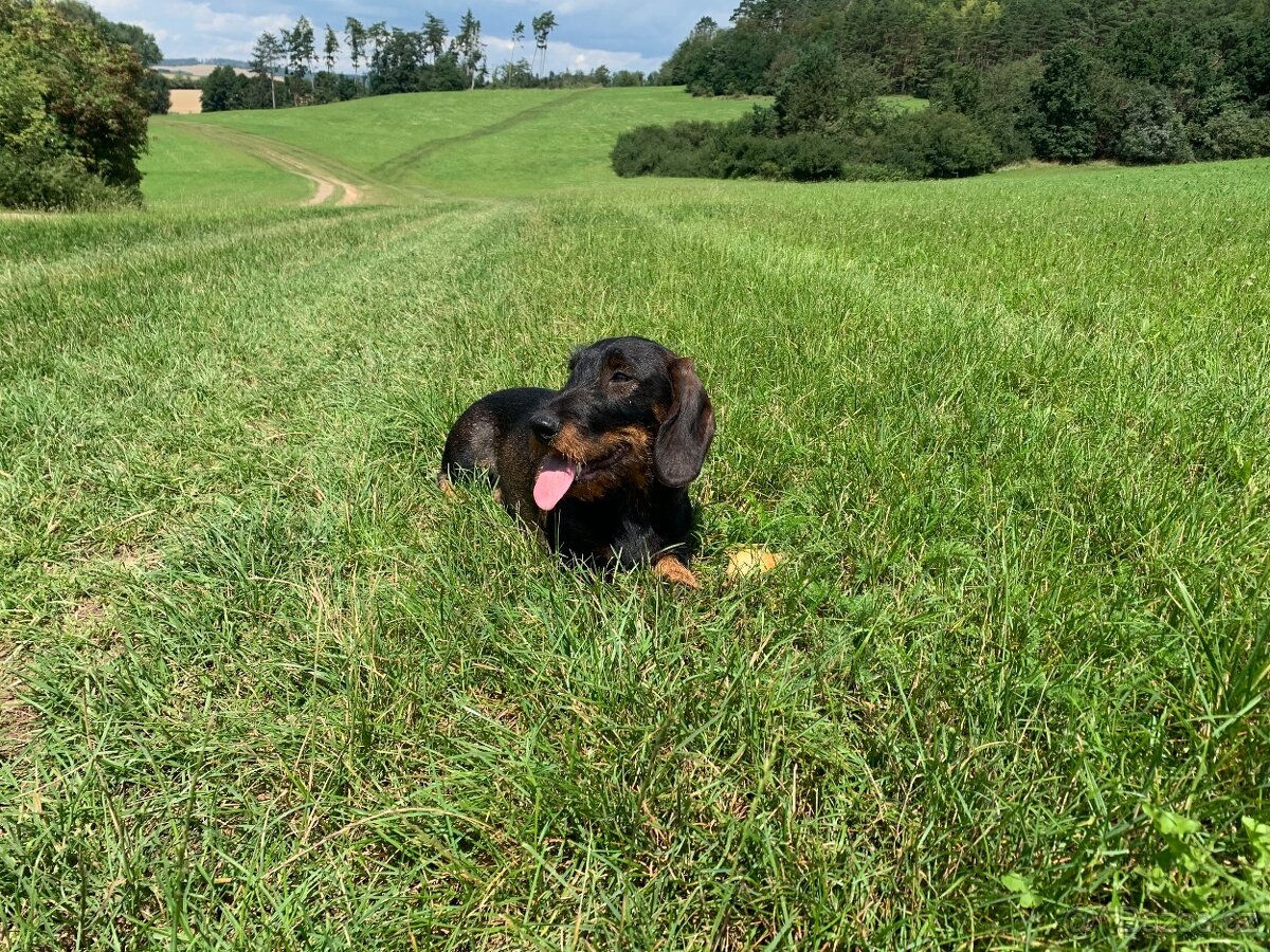 Krytí - drsnosrstý jezevčík standard - 8