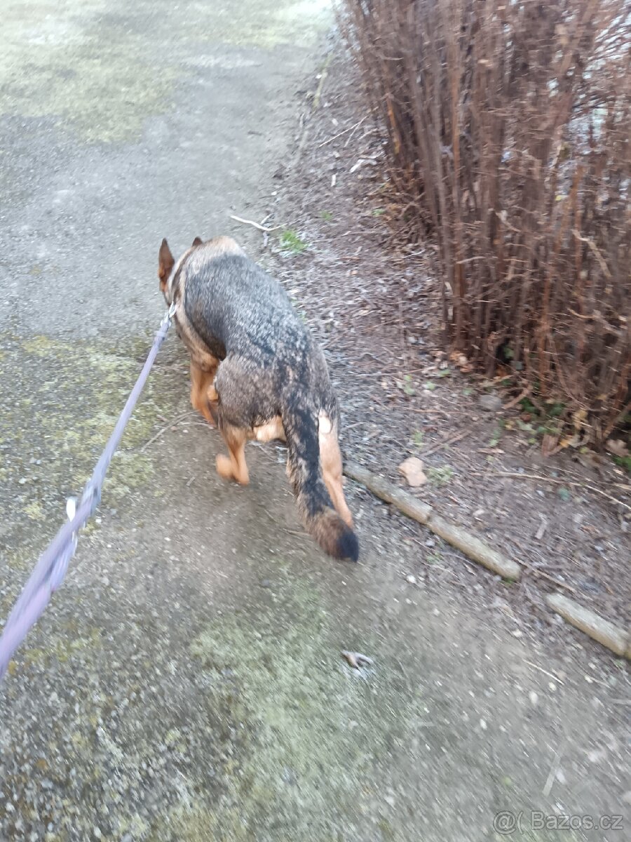 Daruji fenku německý ovčák kříženka - 8