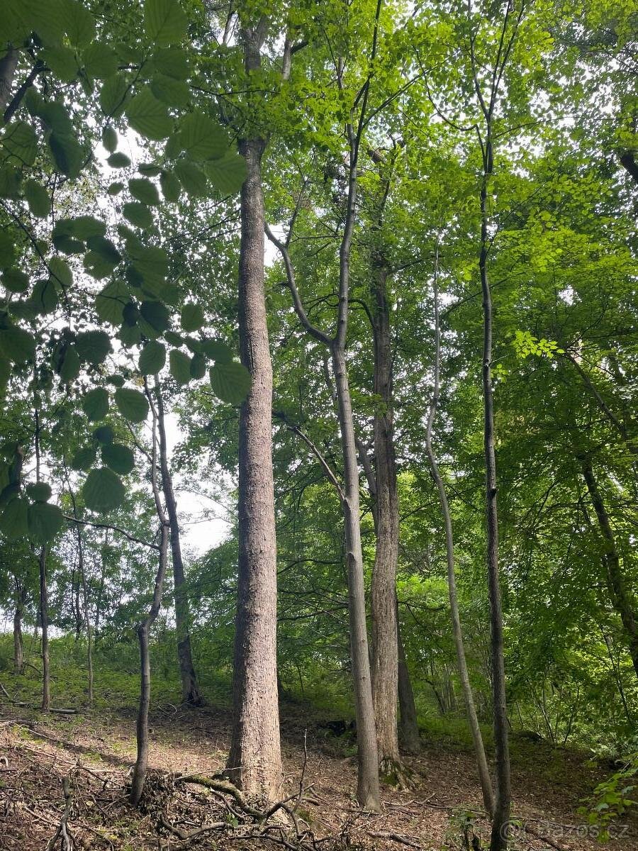 Prodám lesní pozemek na k.ú. Horní Žukov - 8