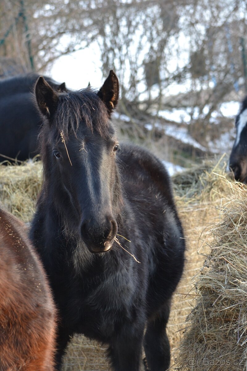 Welsh cob - hříbata 2025 - 8