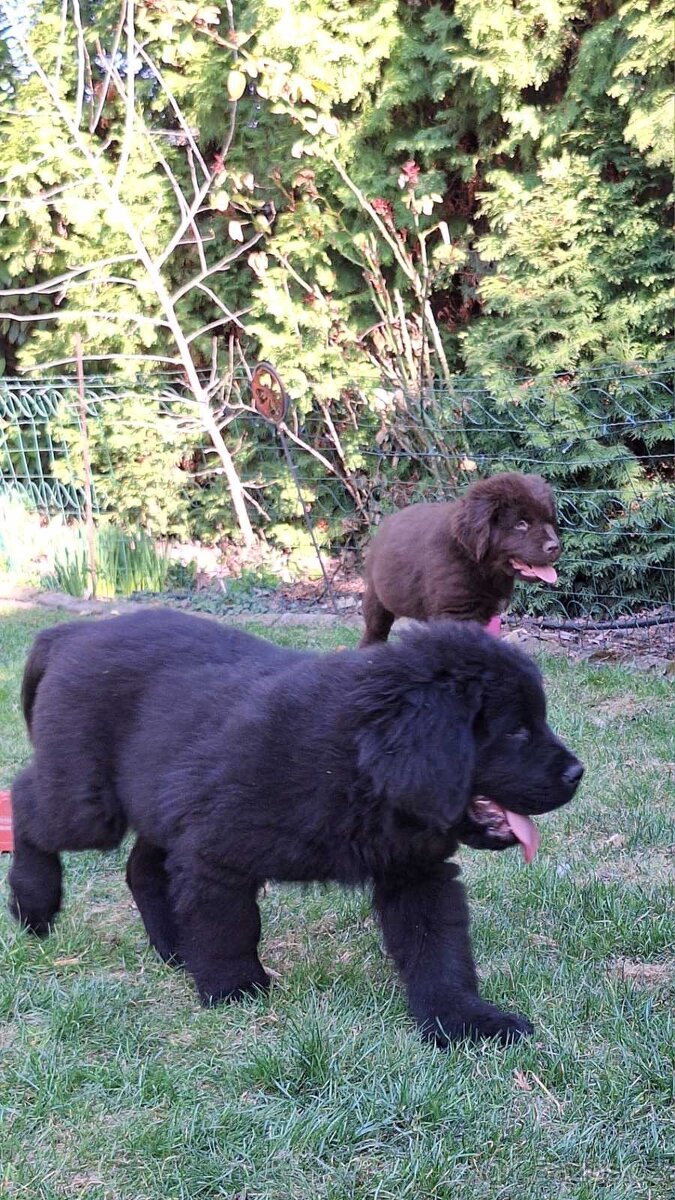 Novofundlandský pes - 8