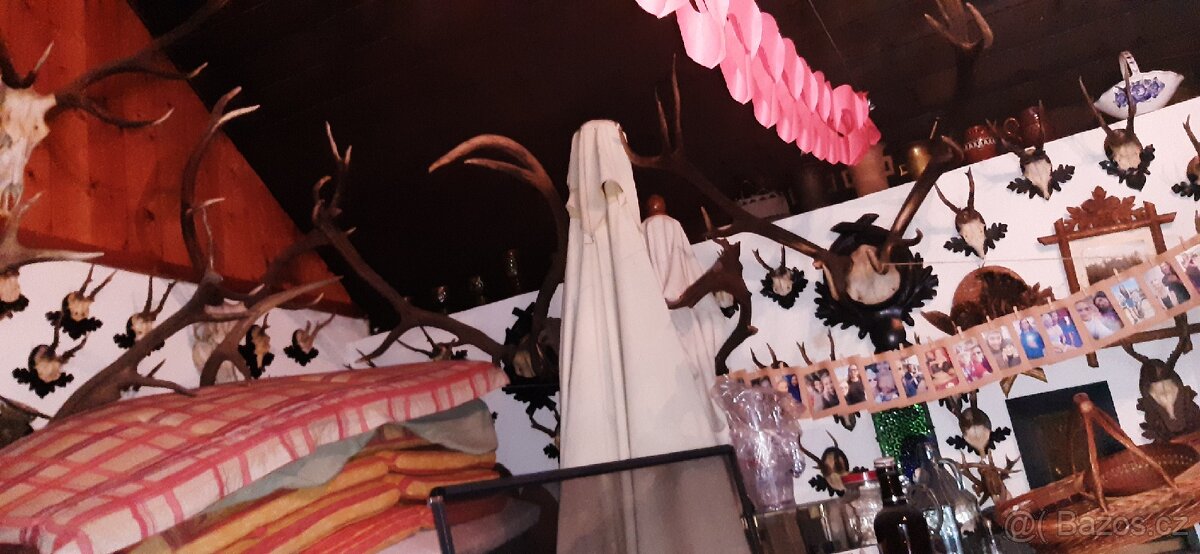 Paroží, trofeje, preparáty - 8