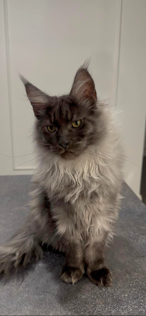 Maine coon, mainská mývalia s PP - kocúrik - 8