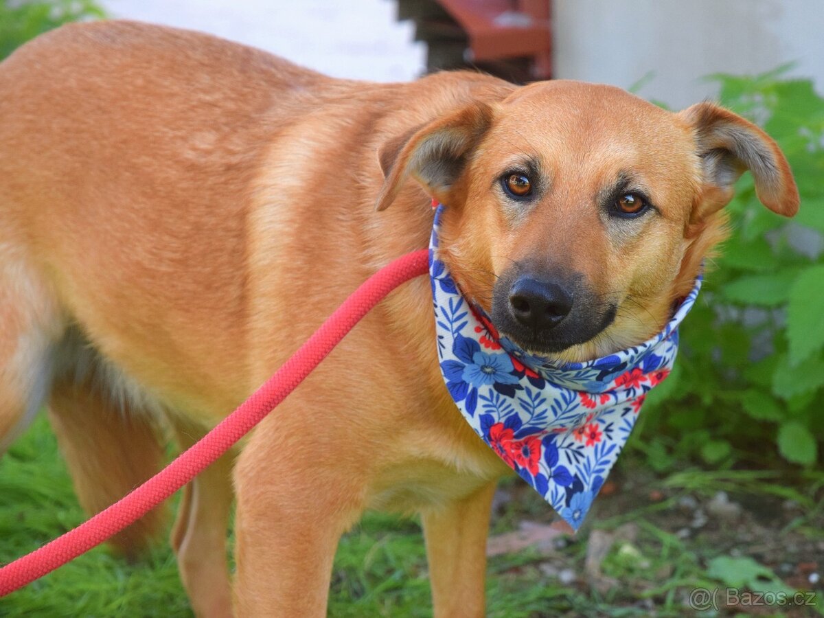 Bernarda – opatrná, citlivá fena, která potřebuje trpělivou - 8