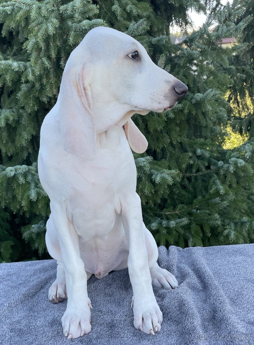 Porcelaine – štěně s PP - 8