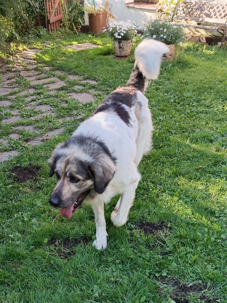 Český horský pes s PP FCI - 8