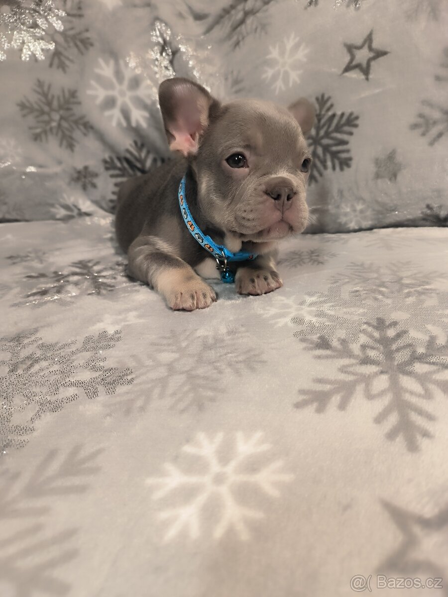 Francouzský buldoček - 8