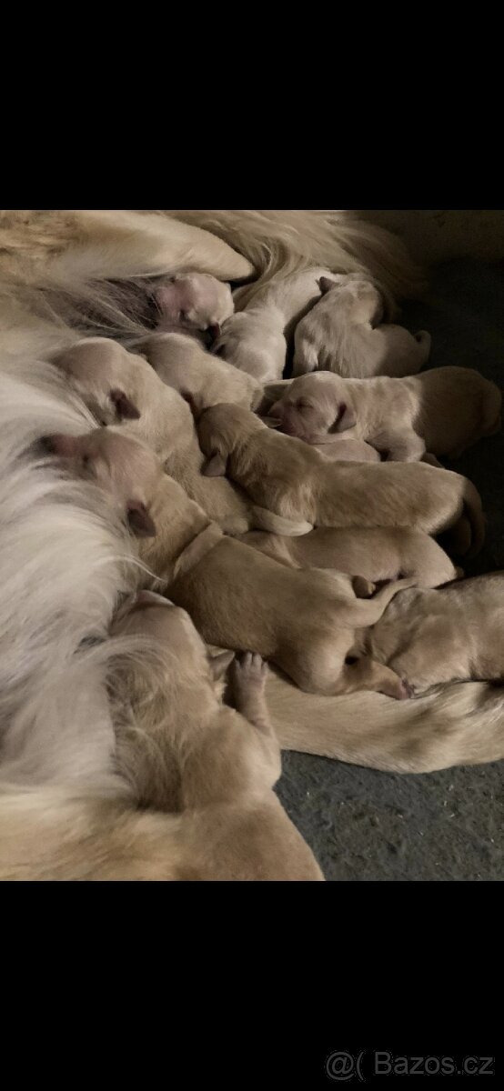 Štěňata Zlatý retrívr - 8