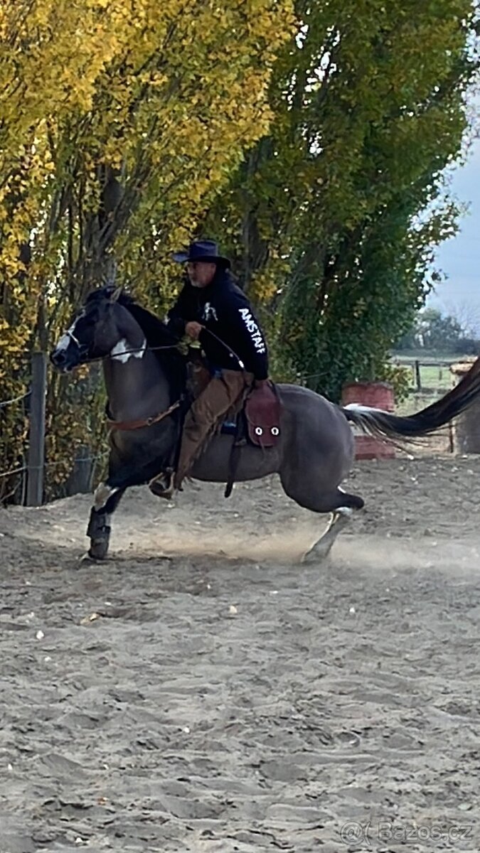 Apha žrebec pripustanie - 8