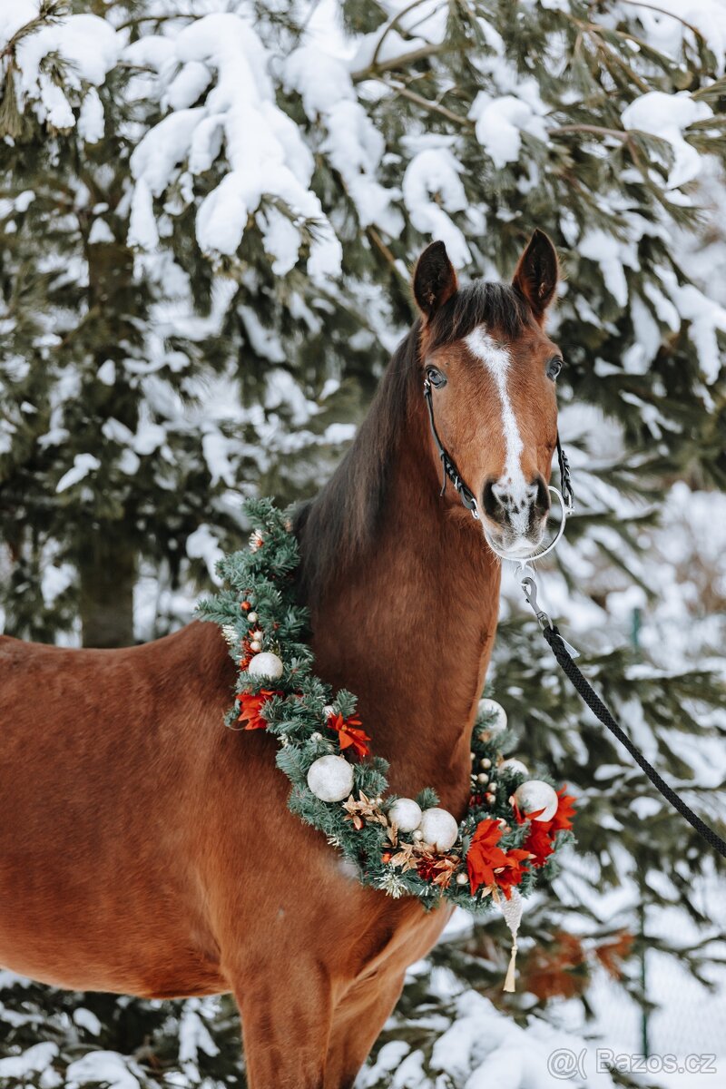 FEI Drezurní pony valach - 8