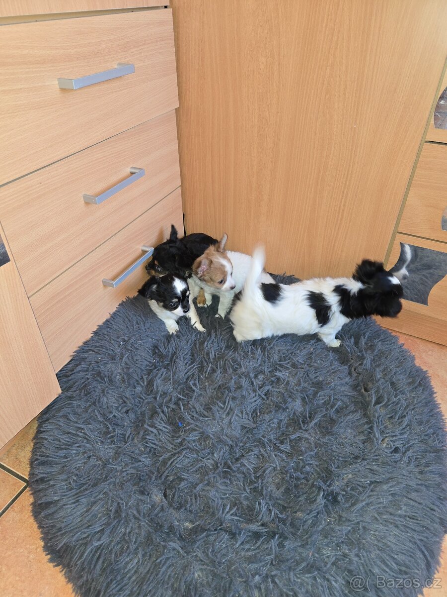 ČIVAVA DLOUHOSRSTÁ - 8
