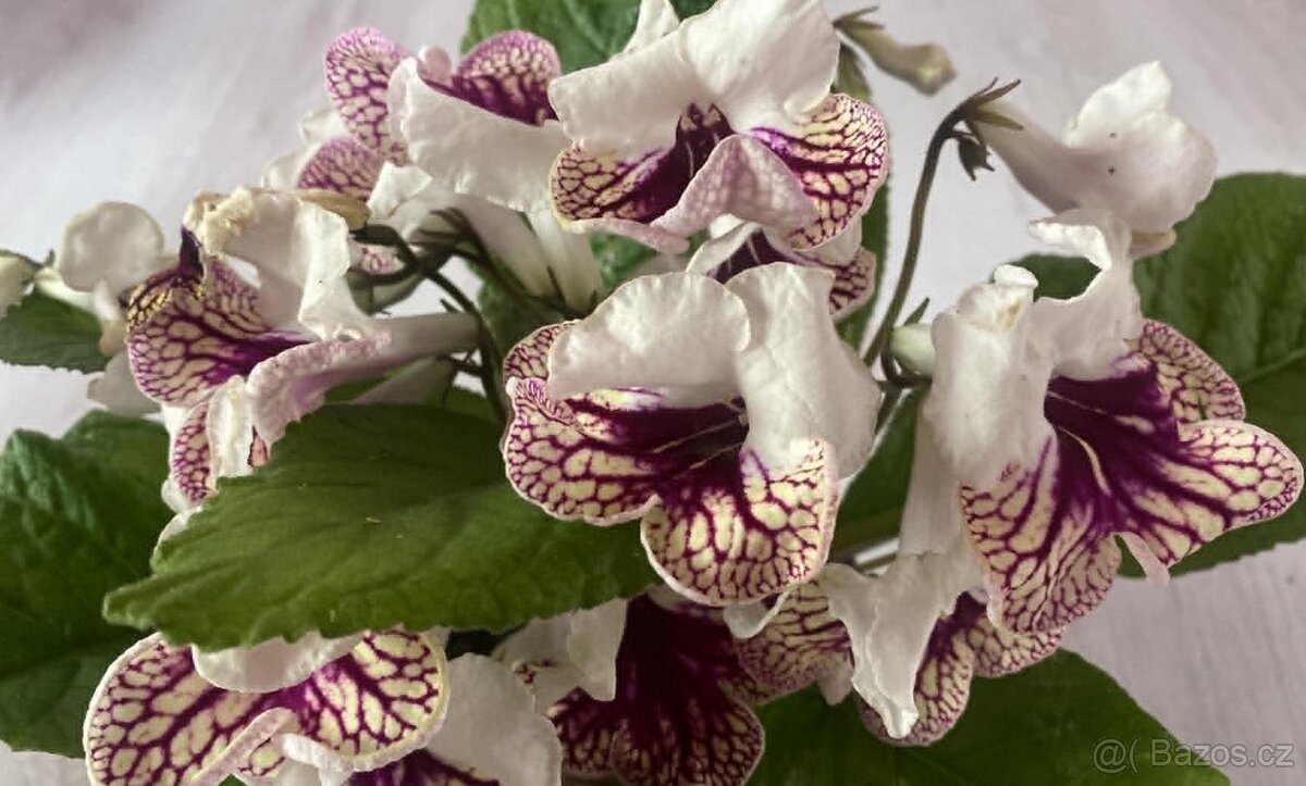 Streptocarpus - tořivka - 8