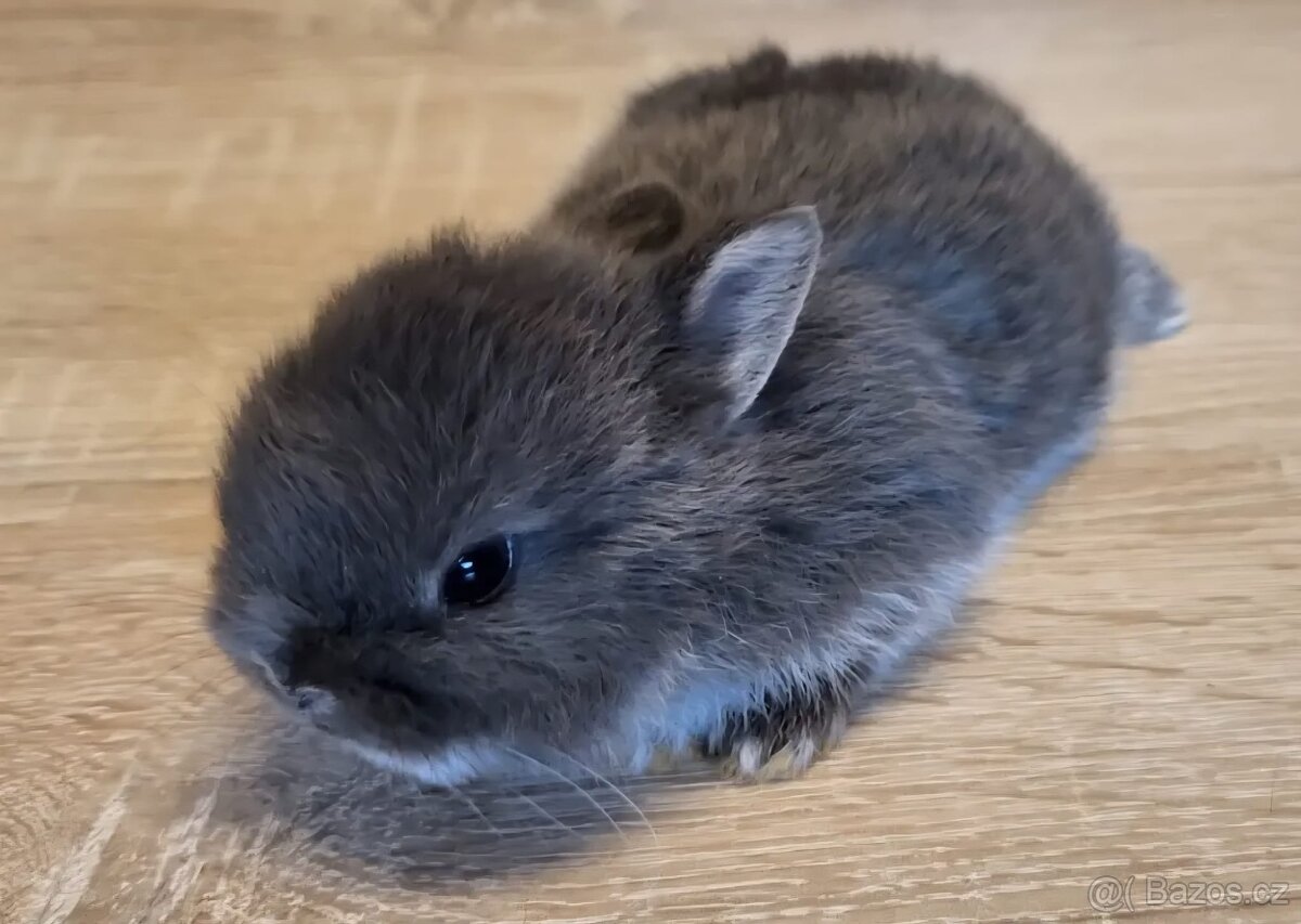 Zakrslý králík bilopesikatý modrý - 8