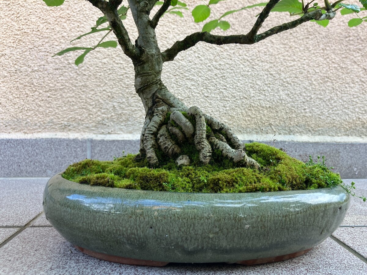 Bonsai, Bonsaj, jasan ztepilý - 8