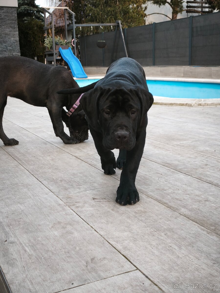 Bandog - 8