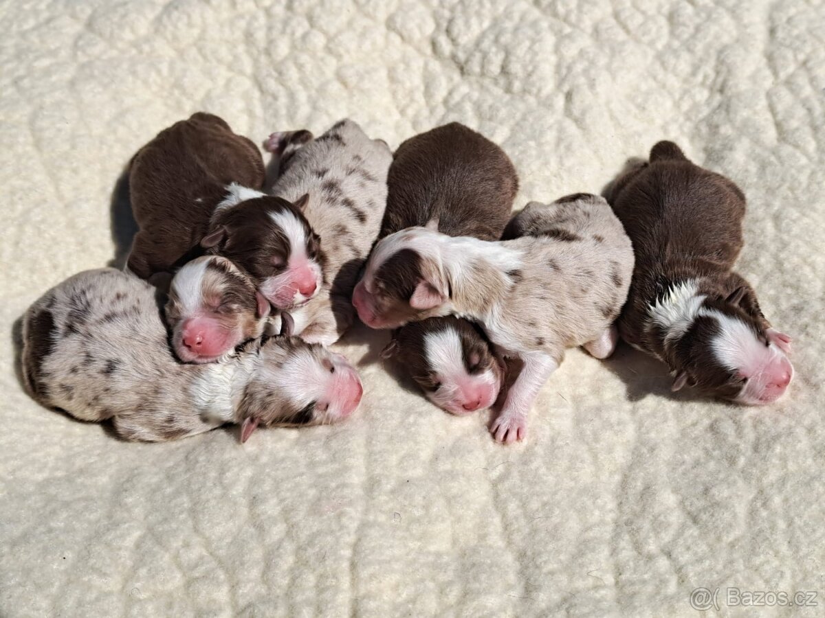 Australsky ovciak - Krytie, PP - 8