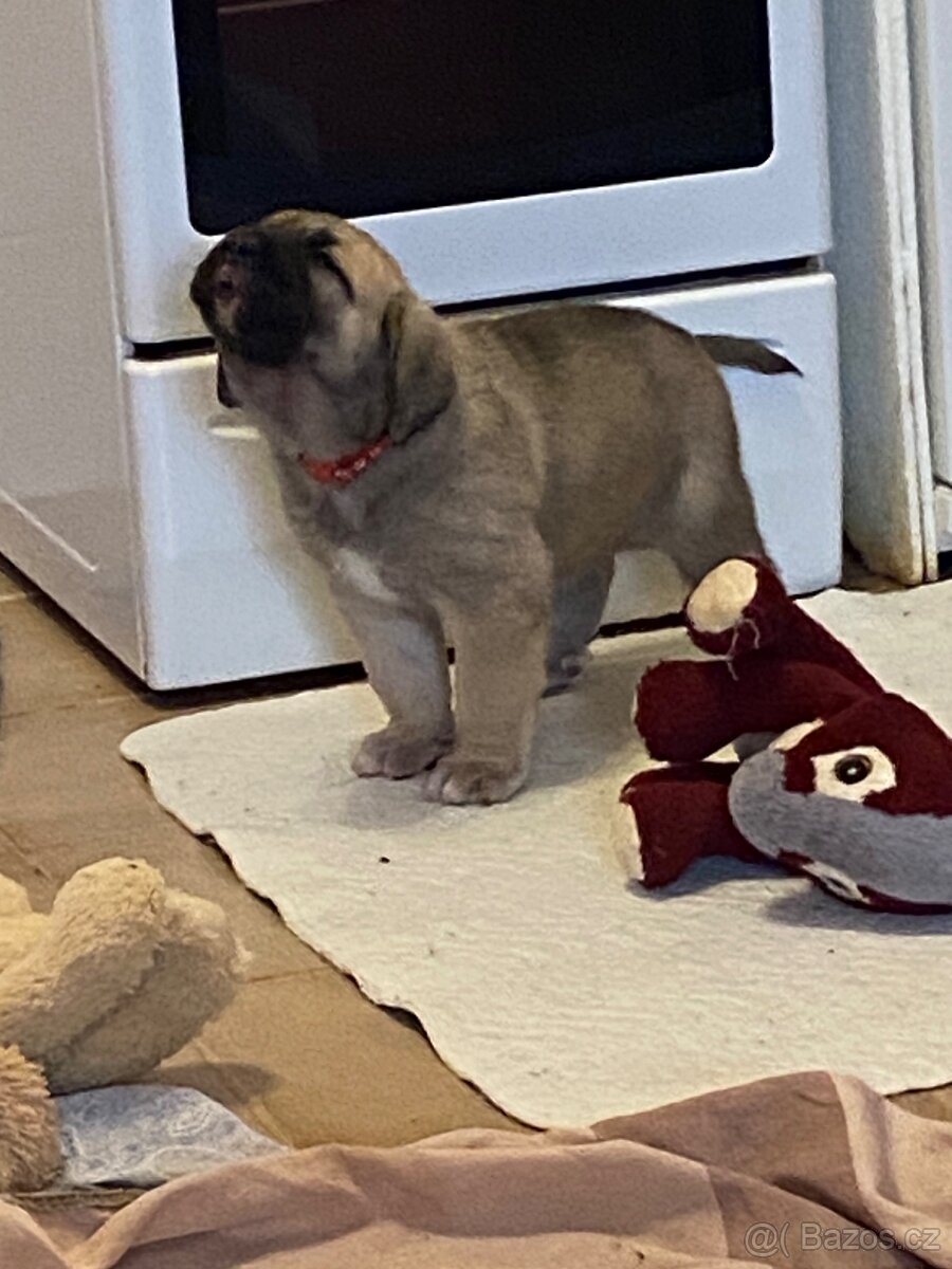 Španělský mastin- nabízíme štěňátka k odběru po 20.lednu - 8