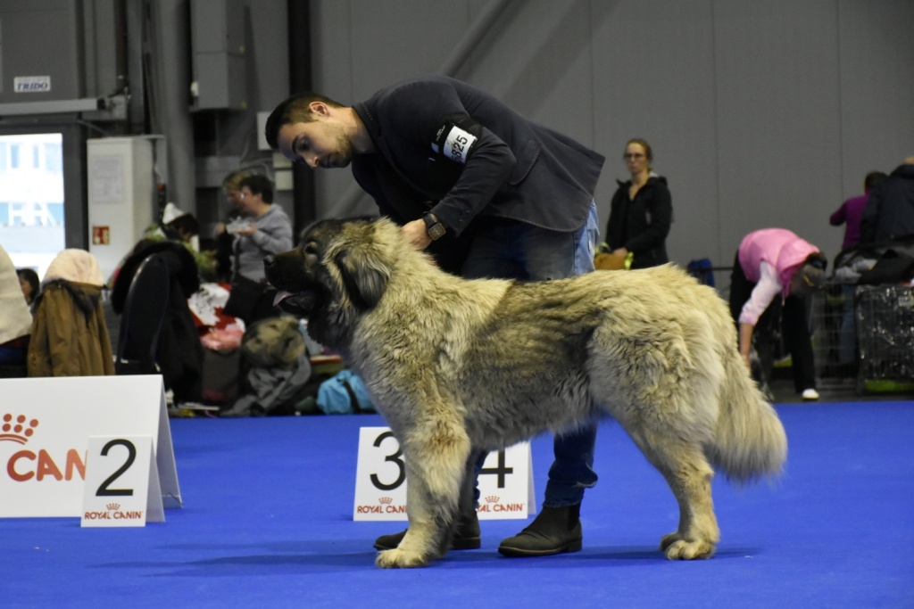 Kavkazský pastevecký pes - 8