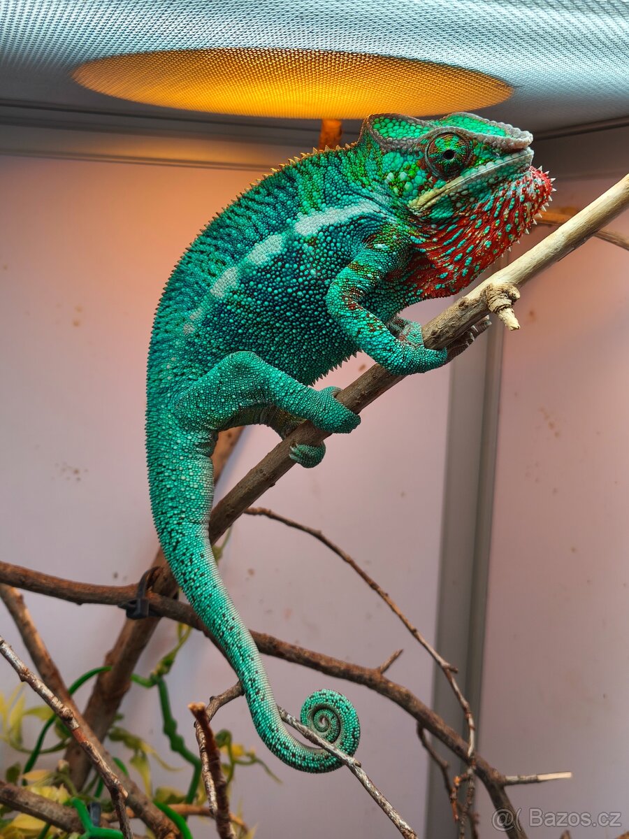 Furcifer pardalis - 8