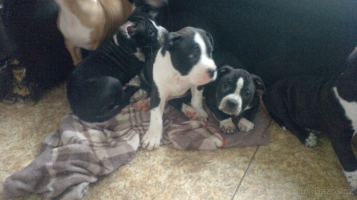 Americký stafordšírský teriér - 8