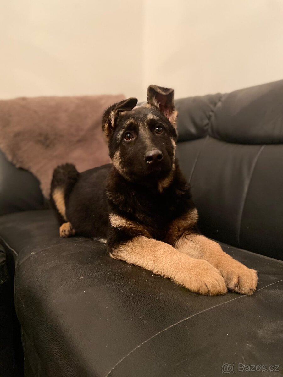 Německý ovčák - 8