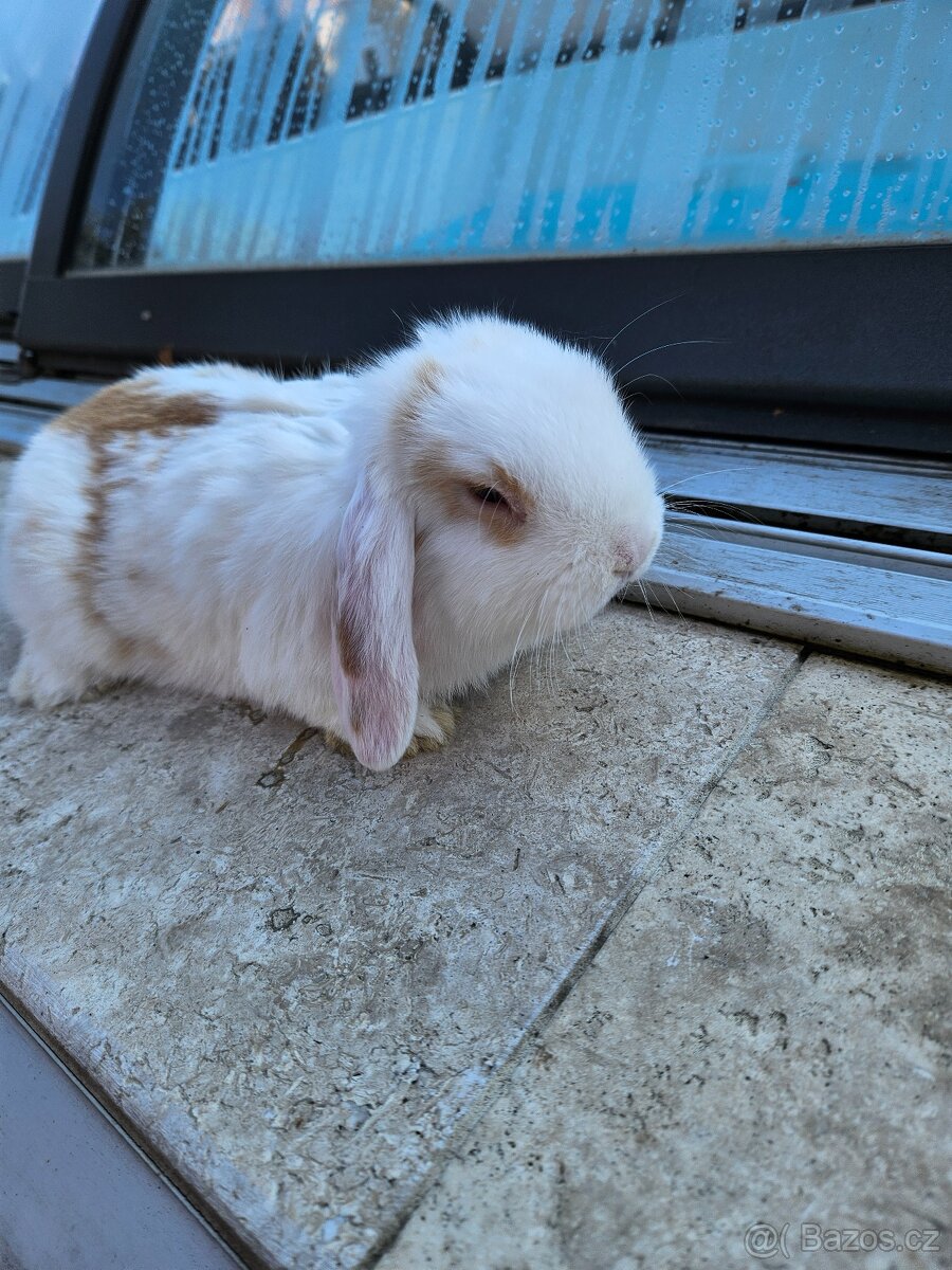 Zakrslý králík - 8