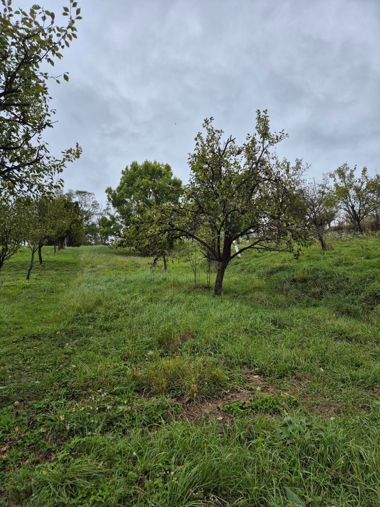 Zahrada ve lhotské Staré hoře - 8