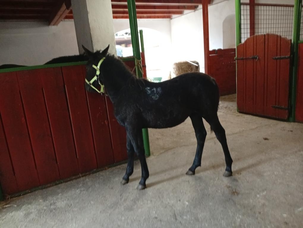 Kladrubske hřibata - 8