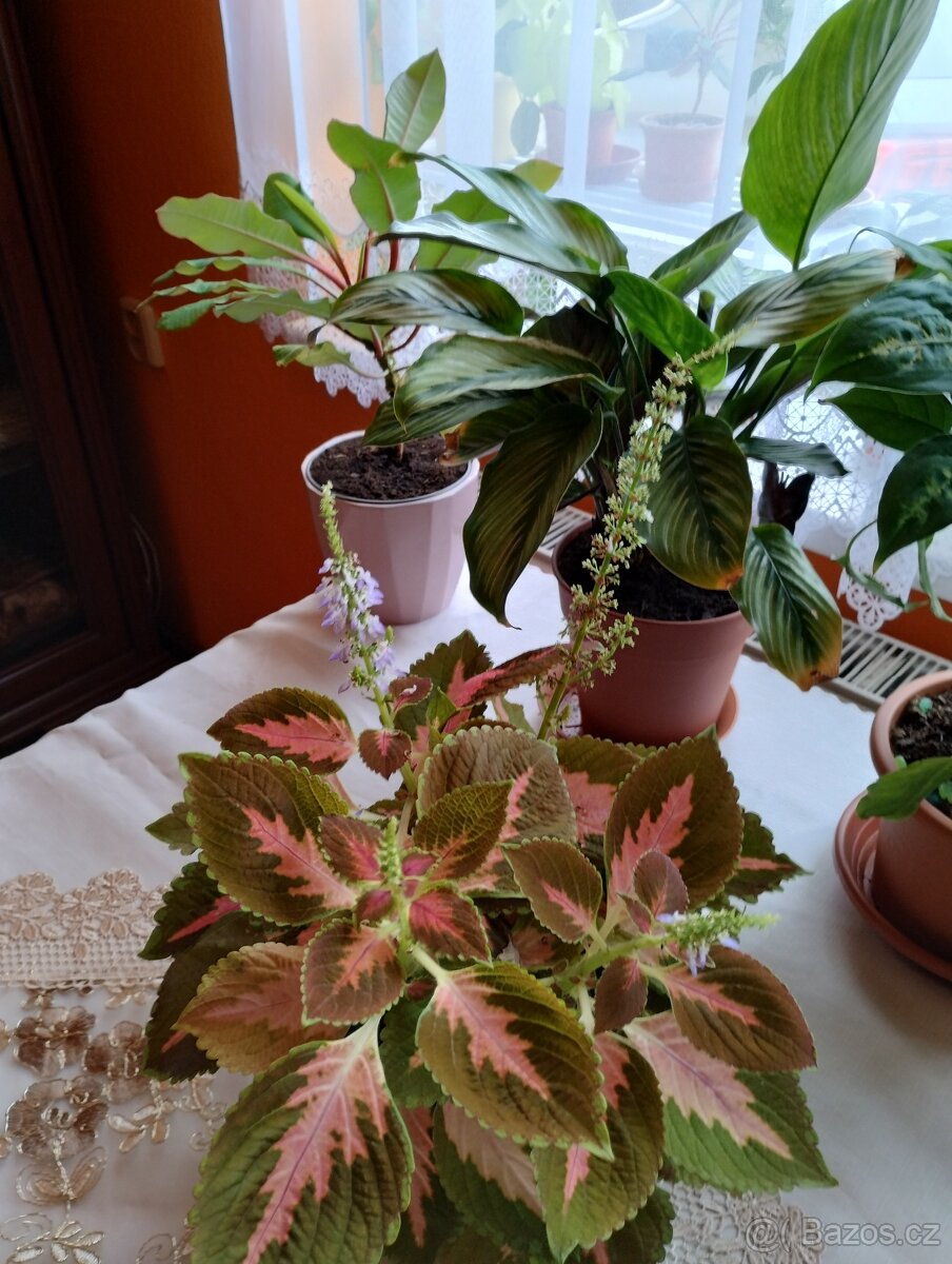 Pokojové rostliny - 8