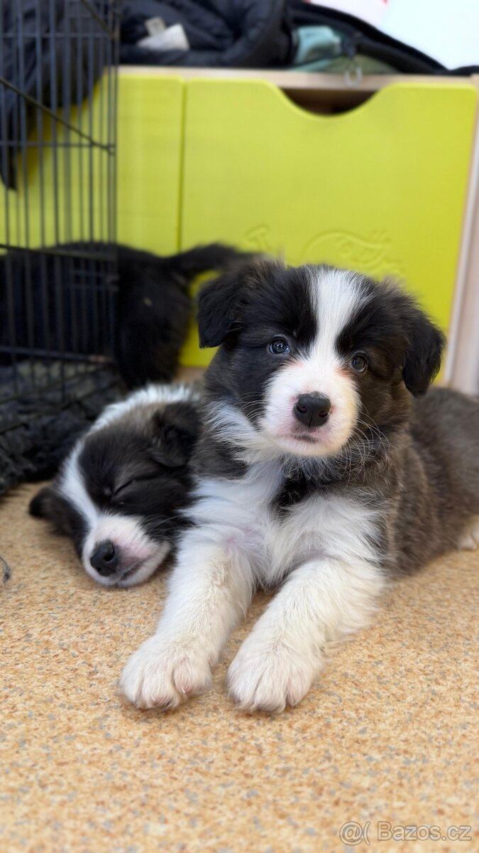 Border kolie s PP - 8