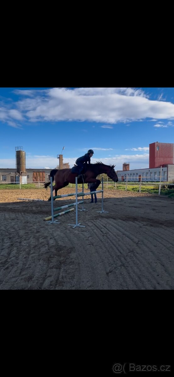 Hřebeček po Babylon Berlin - 8