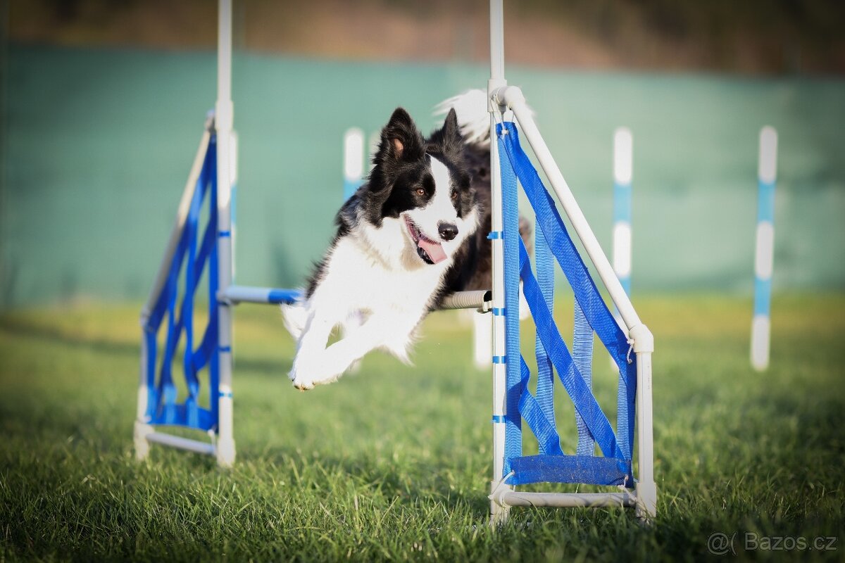 Border kolie s PP - 8