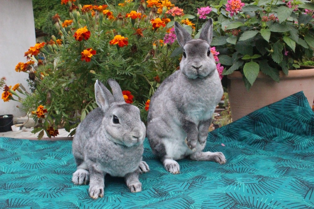 Zakrslý Rexík činčilový s PP - 8