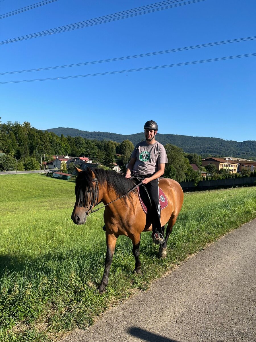 kobyla ČT/hucul - 8