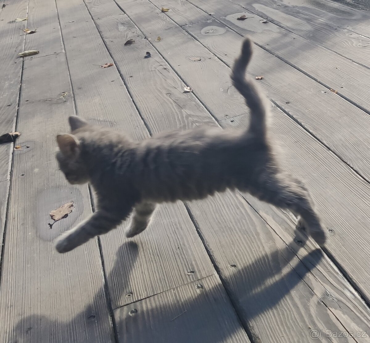 Mainská mývalí koťata - 8