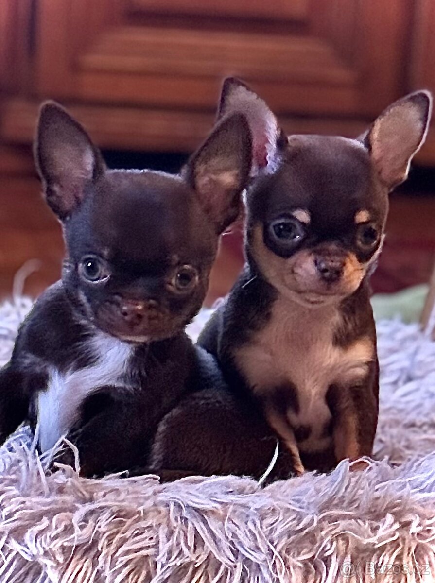 Čivava štěňátka krátkosrstá - 8