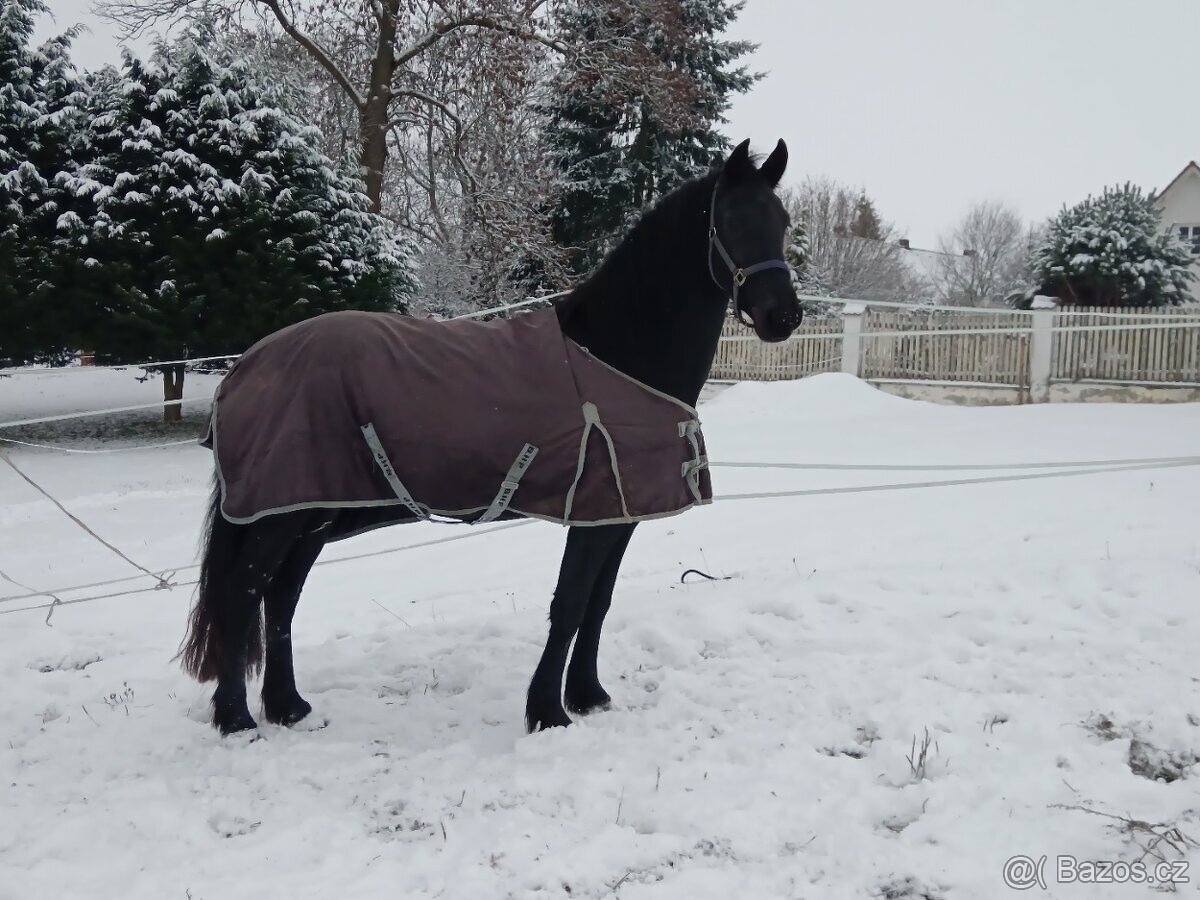 LUXUSNÍ TOP FRÍSKÁ KLISNA FRÍSKÝ KŮŇ - 8