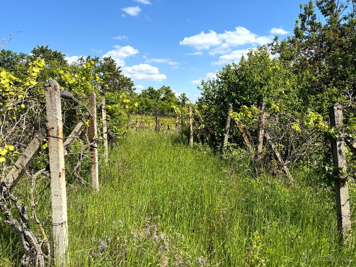 Prodej vinice Archlebov, okres Hodonín - 8