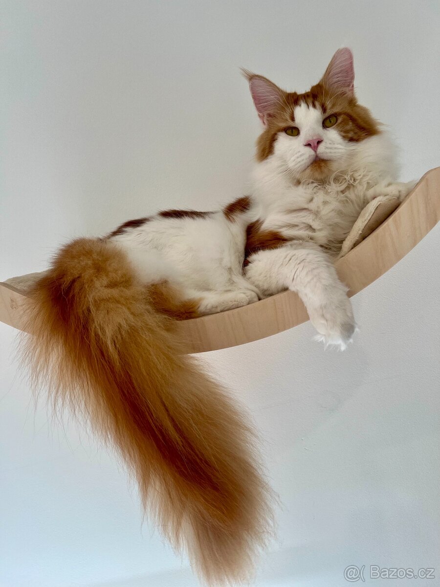 Mainská mývalí krytí - kocour s PP - 8