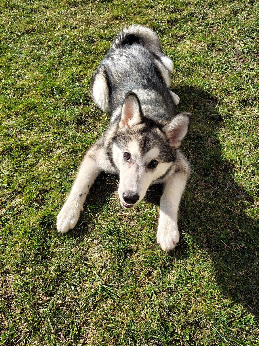 Aljašský Malamut bez pp - 8