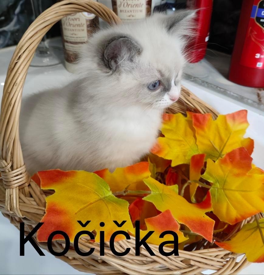 Ragdoll koťátka bez PP - 8