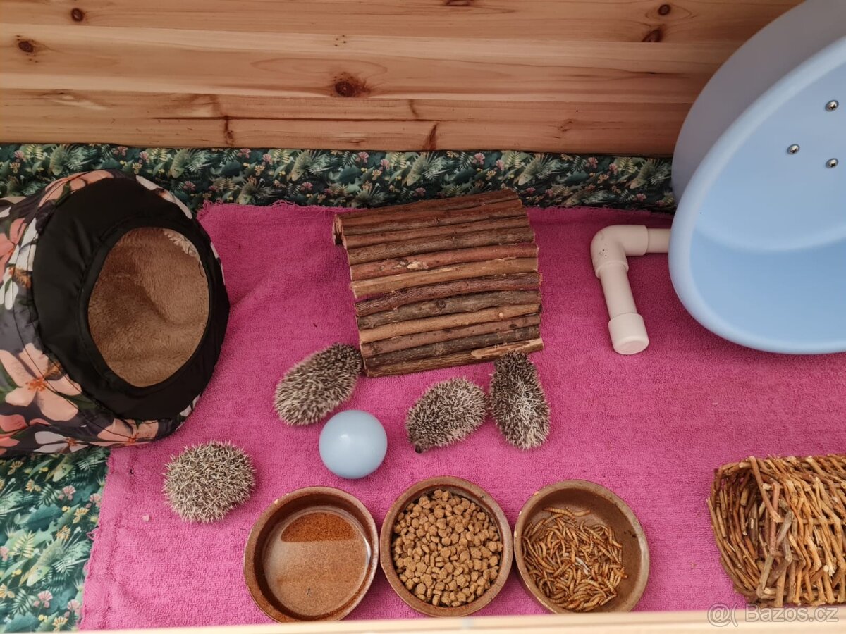 Jezek belobrichy - 8