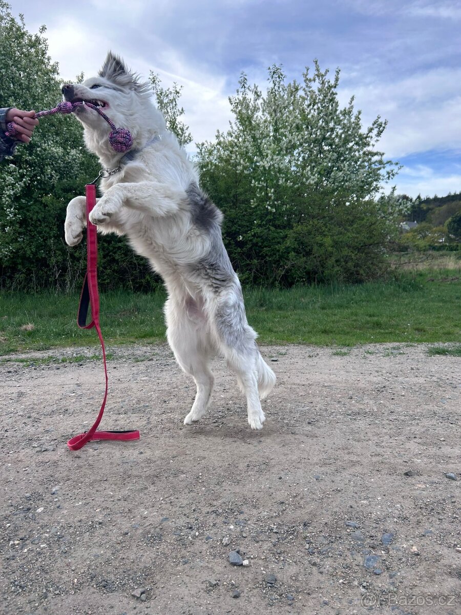 Border collie - 8