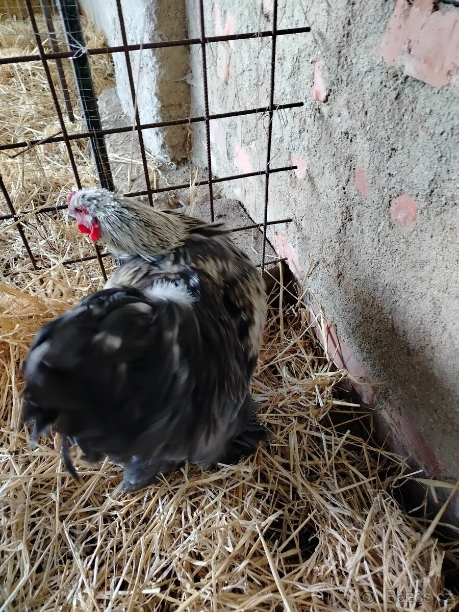 Prodám brahamku velkou - 8