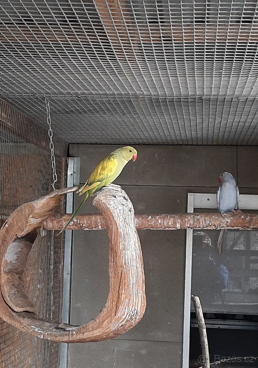 Prodám Alexandry malé - 8