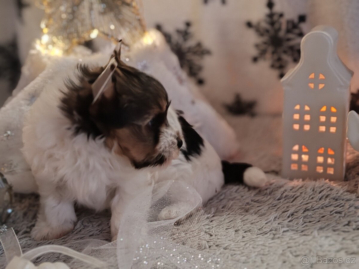 Jorkšírský teriér s PP biewer - 8