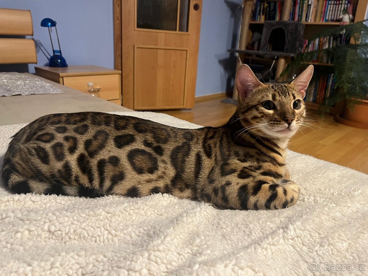 Bengálské kotě - 8