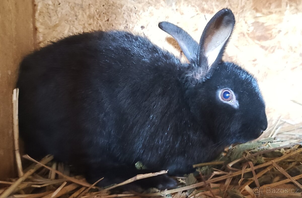 Prodám králíci, sušené pečivo a ječmen - 8