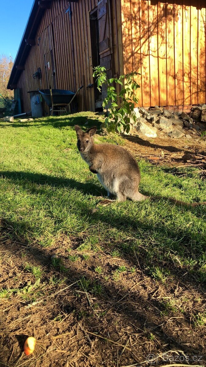 Klokan Bennettův - prodej - 8