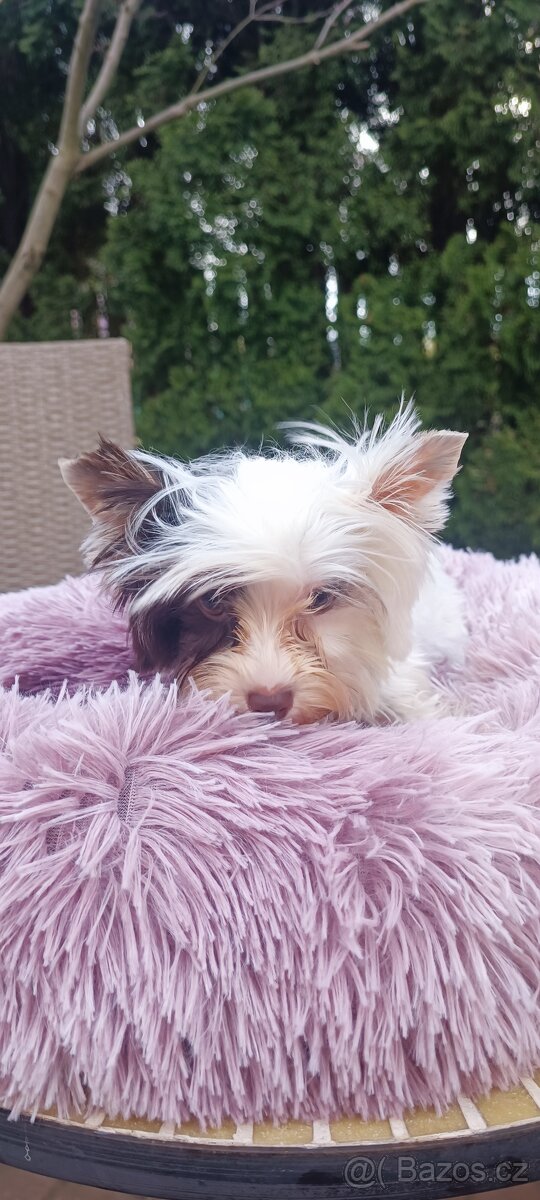 Jorkširský teriér s pp - 8